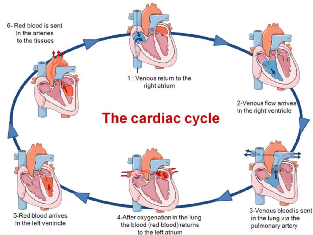 Stages Of The Cardiac Cycle - Heimlich Institute