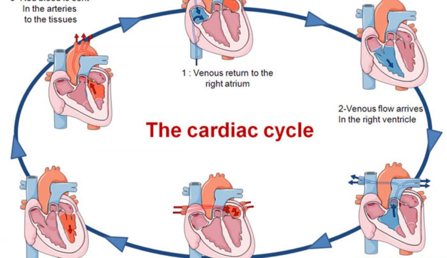 Phases Of The Cardiac Cycle Cardiac Cycle Cardiac Ana - vrogue.co